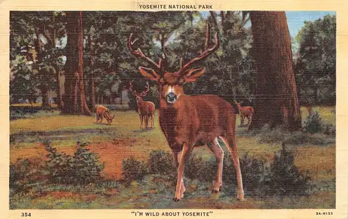 Yosemite National Park CA "I'm wild about Yosemite" Hirsche gl1948 164.013