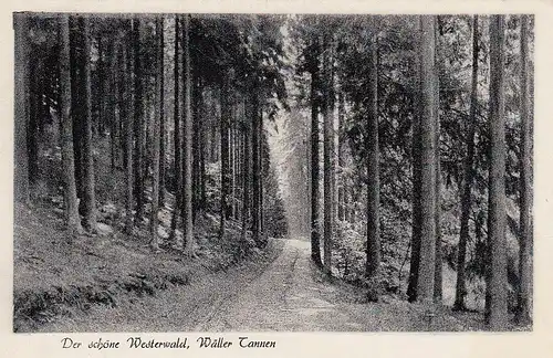 Der schöne Westerwald, Wäller Tannen ngl E2680