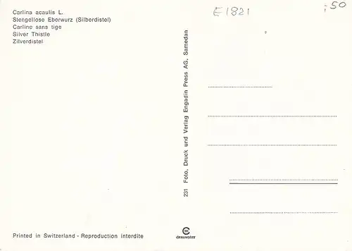 Silberdistel (Stengellose Eberwurz) ngl E1821