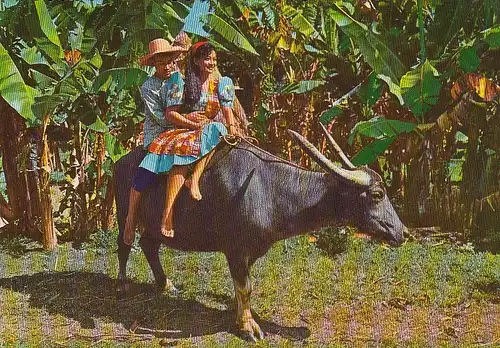 Philippinen, Carabao ngl E4897