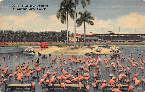 Florida FL Flamingos Feeding at Hialeah Race Course gl1952 164.110