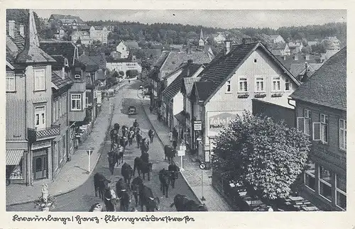 Braunlage/Harz, Rindvieh in der Elbingeröderstraße ngl E3685