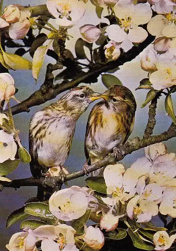 Tiere: Vögel im Blütenzweig gl1976 E3913