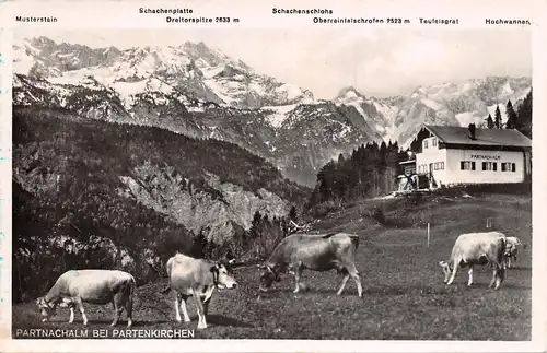 Partnachalm bei Partenkirchen mit Kühen auf der Weide feldpgl1940? 164.851