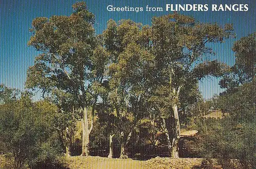 Australien, Ghost Gums, River Reds. Flinders Ranges ngl E4017