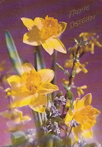 Ostern-Wünsche mit Osterglocken gl1981 E3924