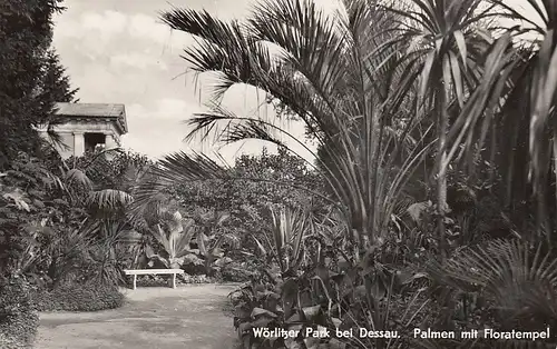 Wörlitzer Park bei Dessau, Palmen mit Floratempel ngl E4814