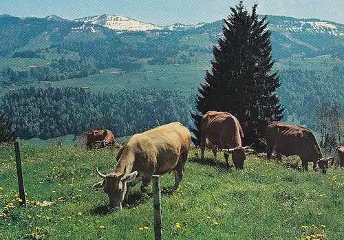 Weidende Kühe nahe Oberstaufen im Allgäu, Nagelfluhkette ngl E3964