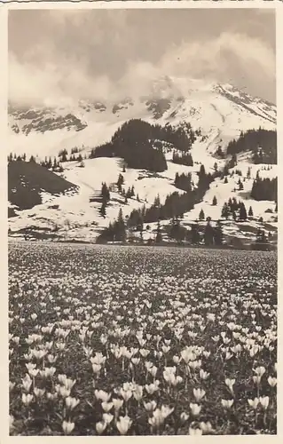 Hindelang-Oberjoch, Allgäu,Krokosblühte, Alpen mit Iseler gl1950 E6274