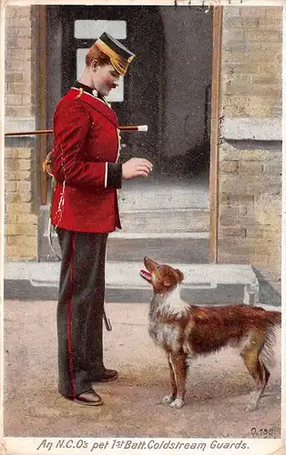 London - An N.C.O's pet 1st Batt. Coldstream Guards gl1907 164.496