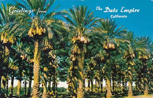 Date Groves laden with fruits, near Palm Springs, Calif. ngl E6481