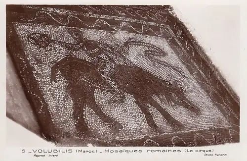 Marokko, Volubilis, Mosaiques romaines (Le cirque) ngl E6573