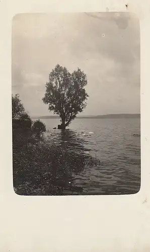 Bauminselchen bei Nußdorf am Attersee (?) ngl E5576