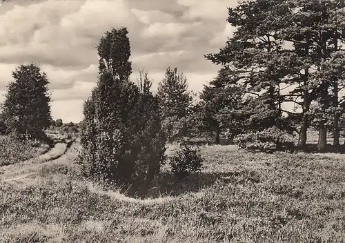 In der Rotenburger Heide gl1964? E3572