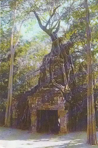 Cambodia, Roots on the tower gate of Tasow Temple Siemreap ngl E4569