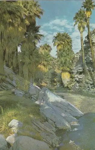 Palm Canyon, near Paln Springs, Calif. ngl E6487