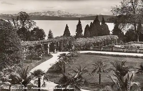 Insel Mainau im Bodensee, Palmengarten mit Schweizer Alpen gl1965 E4873