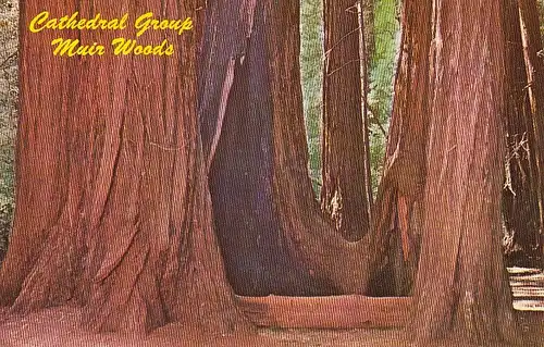 Muir woods in the California Redwoos close to San Francisco ngl E4899