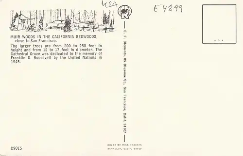 Muir woods in the California Redwoos close to San Francisco ngl E4899