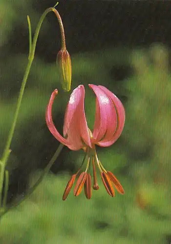 Lilium pomponium, Lilie ngl E6698