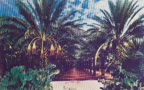 Coachella Valley near Indio, California ngl E5307