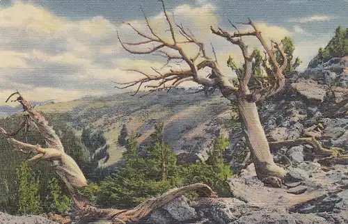 Rocky Mountain Nat.Park, CO., Timberline Trees on Trail Ridge ngl E8724