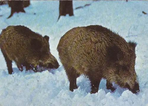 Wildschweine im Schnee ngl E7542