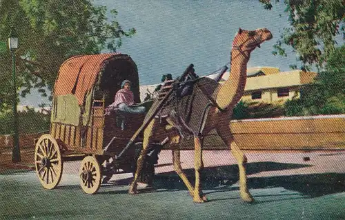 Indien, Camel Cart ngl E4473