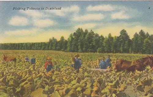 Picking Tobacco in Dixieland ngl E9133