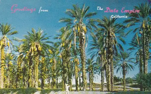 Date Harvest, Indio, Calif. ngl E6485