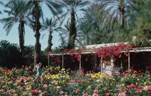 Shields Rose Garden, near Palm Springs, Calif. ngl E6482