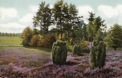 Lüneburger Heide am Oertzetal bei Soltau ngl E5430