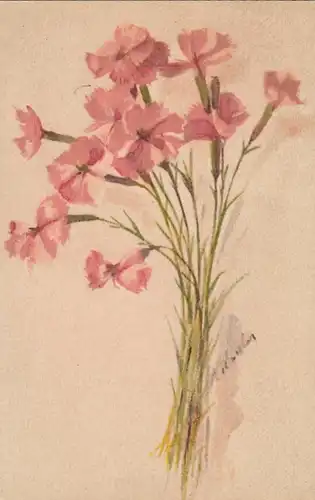 Berg-Nelke, Dianthus silvestris ngl E8166