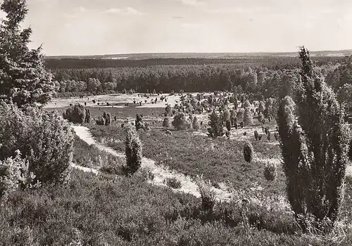 Lüneburger Heide, Blick in den Steingrund ngl F0906