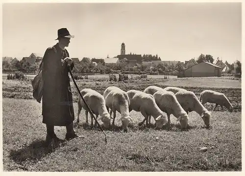 Schäfer mit Herde vor Laichingen, Schwäb. Alb, ngl F0926