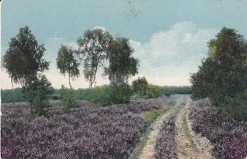 Blühende Heide feldpgl1917 E5545