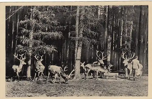 Moritzburg, Jagdschloß, Wildpark mit Rotwild ngl E6977