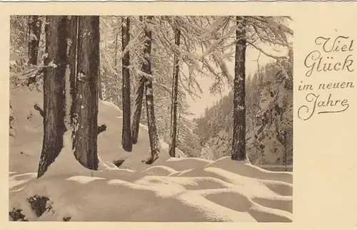 Neujahr-Grüße mit Winterwald gl1937 E7441