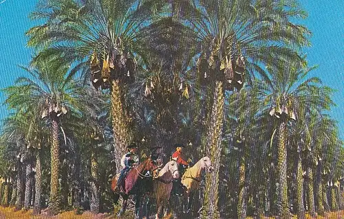 Picturesque Date Grove, Indio, Calif. ngl E6486