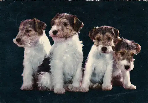 Hunde-Nachwuchs-Quartett gl1975 E6690