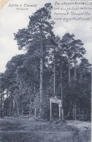 Hartha bei Tharandt, Waldpartie gl1918 E6947