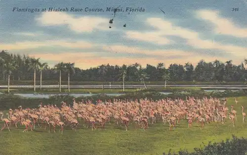 Miami, FL., Flamingos at Hialeah Rave Course gl1955 E9127