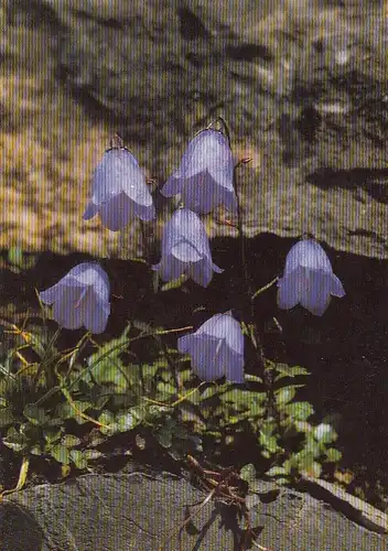 Campanula uniflora, einblütige Glockenblume ngl E6697