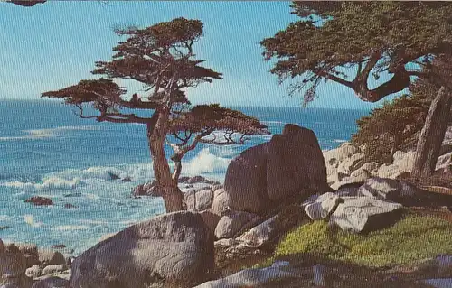 Pescadero Point Cypress, Üebble Beach, Calif. ngl E6483