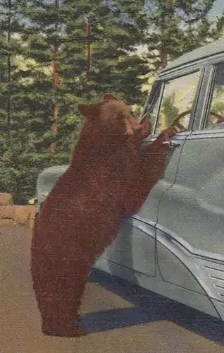 Yellowstone Nat.Park, Holdup Bear ngl E8705