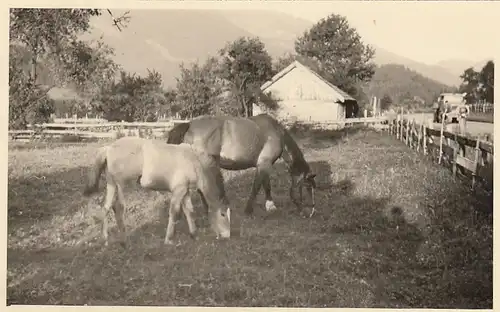 Pferde in der Koppel ngl F2026