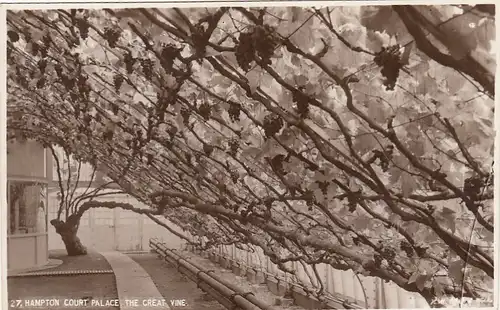 Hampton Court Palace, The Great Vine ngl E9045