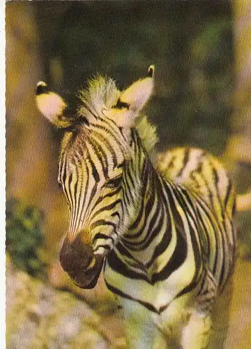 Tiere: Junges Zebra ngl F3199