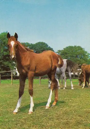 Tiere: Pferde auf der Koppel ngl F3203