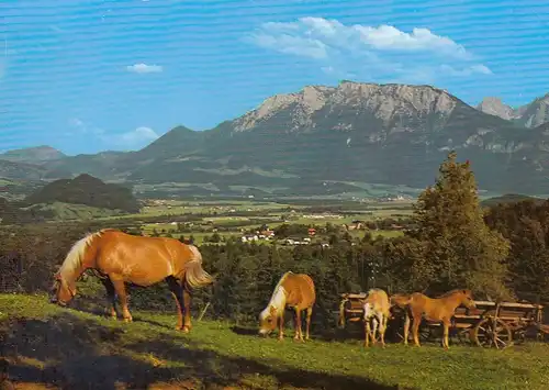 Haflingerzucht im Bayerischen Inntal gegen Kaisergebirge ngl E7252